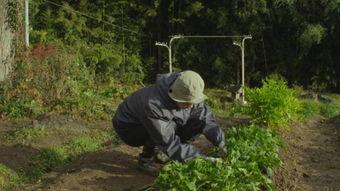小树林吃瓜,一场别开生面的夏日盛宴  第3张